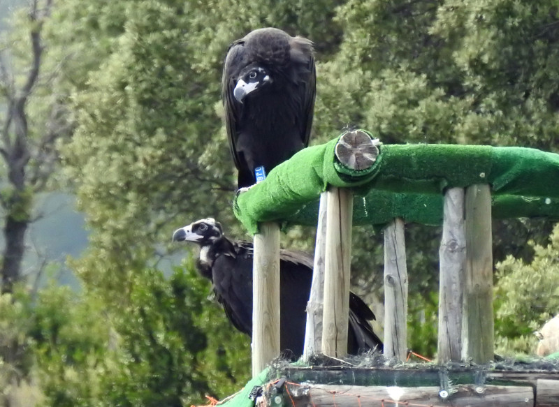 "Camilo", en primer término, y "Pandora", detrás, en la plataforma de hacking de la reserva de Boumort (Lleida) en la que fueron introducidos el año pasado. Foto: PRBNC.