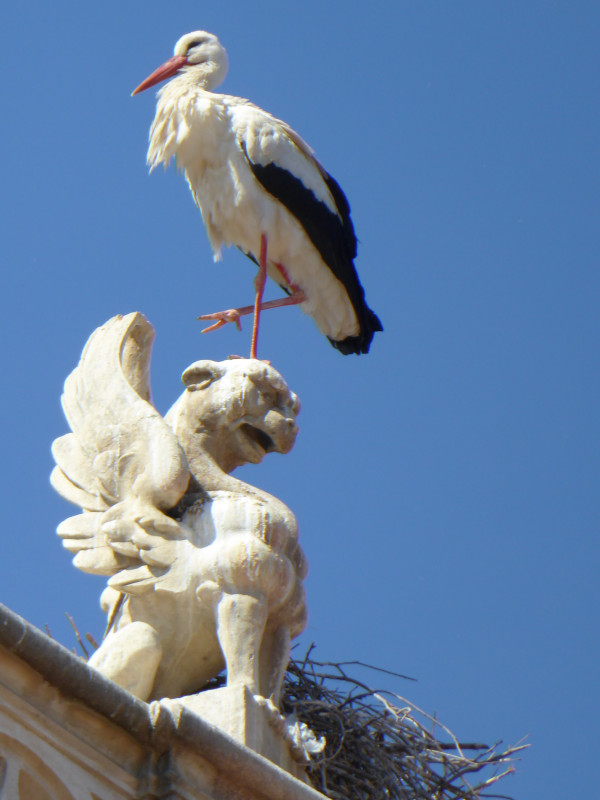 Las cigüeñas blancas son hoy parte del paisaje de una ciudad como Alcalá de Henares, que visitan miles de turistas.