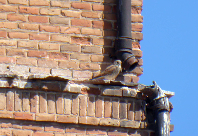 El cernícalo primilla, aunque escasa, todavía se puede observar ligado a las edificaciones más sobresalientes de Alcalá de Henares, como el Palacio Arzobispal o el convento de las Bernardas.