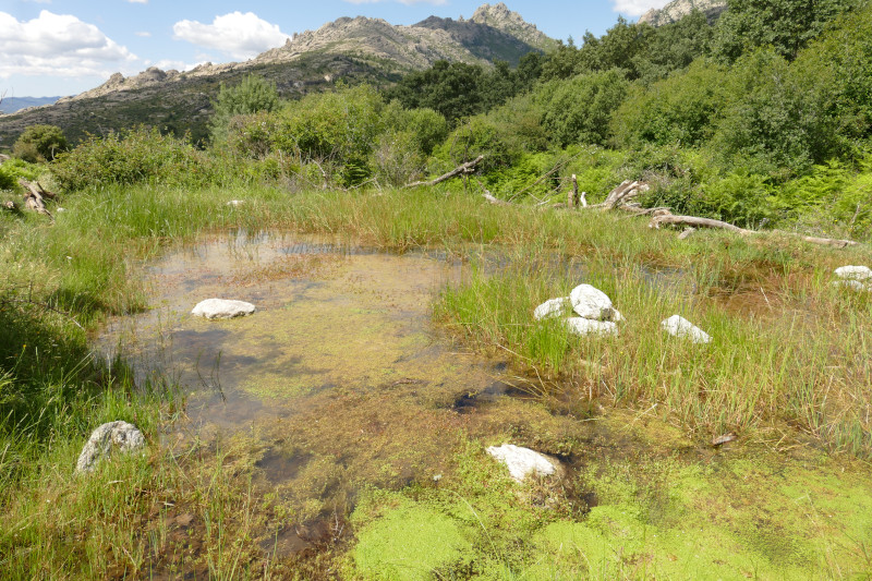 Charca del Parque Regional de la Cuenca Alta del Manzanares donde se han liberado los galápagos europeos.