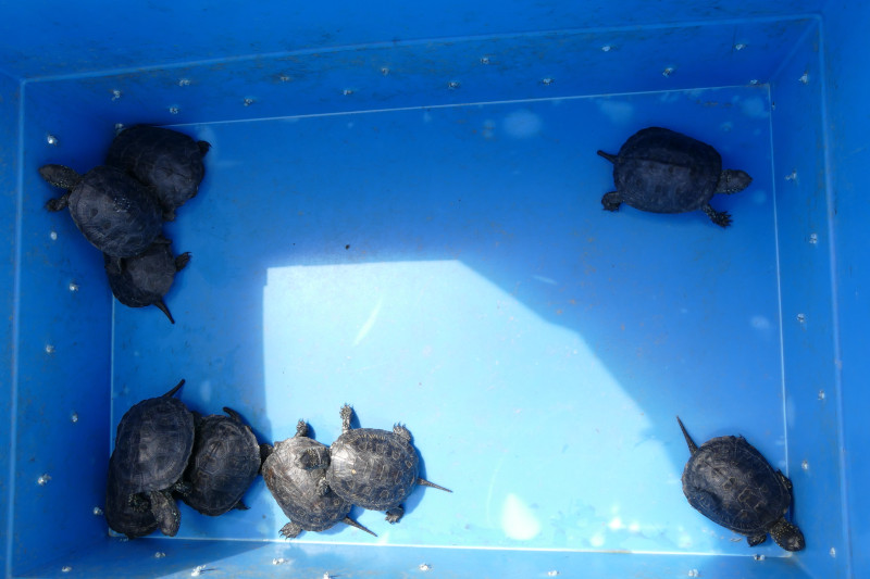 Galápagos europeos juveniles en los momentos previos a su liberación.