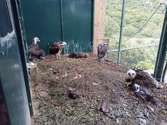 Otra imagen de las águilas de Bonelli que en 2020 ocupan la jaula-hacking del Parque Regional de la Cuenca Alta del Manzanares (Madrid).