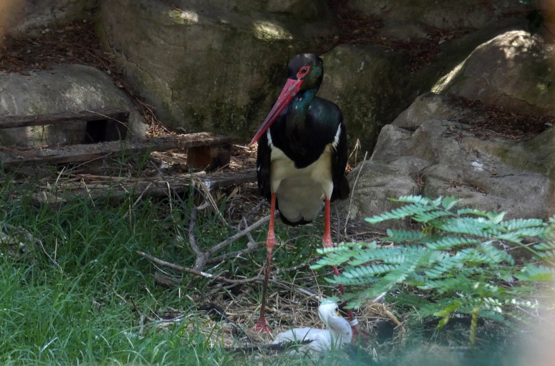 El pollo de cigüeña negra y uno de los progenitores, en el recinto de GREFA que alberga el nido.