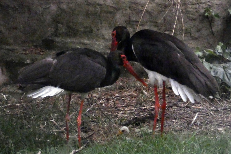 La pareja de cigüeña negra que ha criado en GREFA, con su pollo.