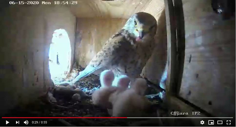 Captura de pantalla de una ceba a los pollos de cernícalo primilla del primillar de Pinto (Madrid).