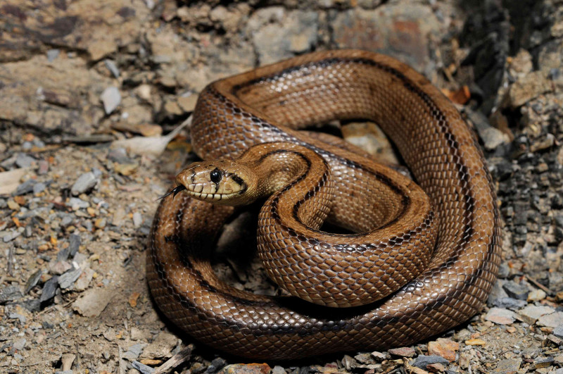 Culebra de escalera, especie común en España propia de los hábitats mediterráneos. Foto: Benny Trapp / Wikicommons.