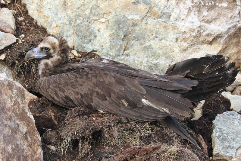 "Brínzola", en el momento de ser localizada con una fractura de ala, en la zona donde hubo que ir a rescatarla. Foto: Egil Ween.