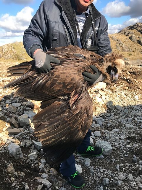 En esta fotografía de "Brínzola" durante su rescate se aprecia la grave herida en su ala derecha producida por la colisión que sufrió. Foto: Egil Ween.