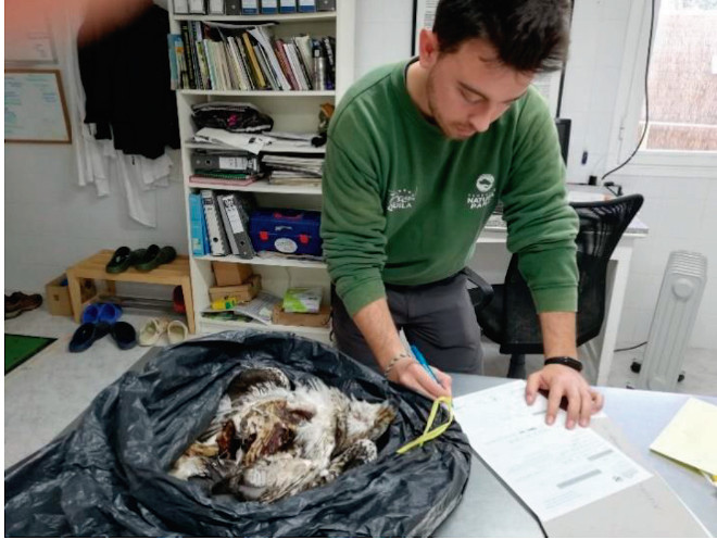 Momento del ingreso del cadáver de "Dalía" en el centro de recuperación de fauna del COFIB (Mallorca).
