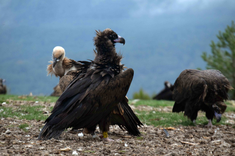 Dos buitres negros liberados en la Sierra de la Demanda por +GRAPEQ, junto a un buitre leonado. 