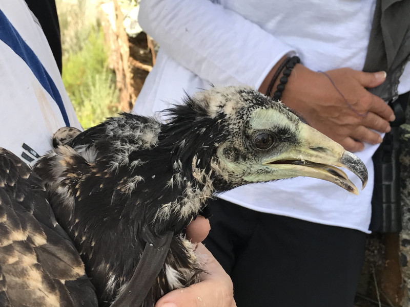 Pollo de alimoche durante su marcaje con emisor GPS en la provincia de Ourense.