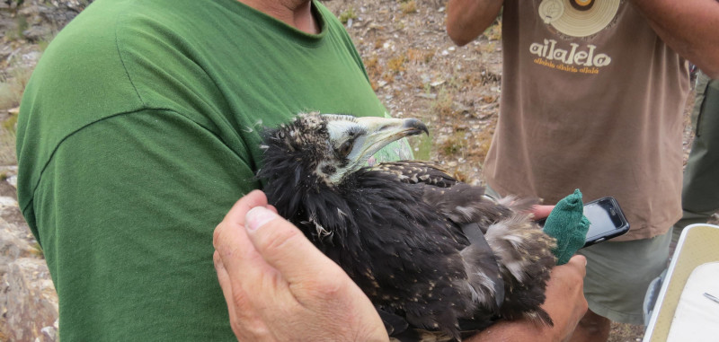 El alimoche "Bibei" en 2015, cuando era aún un pollo, durante su marcaje con GPS en la provincia de Ourense.