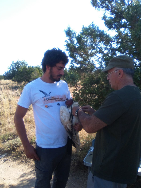 Momento de la colocación de un emisor GPS a "Montejo", ya un alimoche adulto, en 2018 en el Parque Natural de las Hoces del Riaza (Segovia).