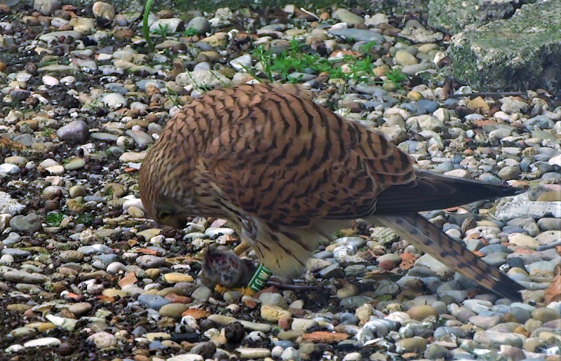 La hembra T8W se alimenta de un ratón de los aportados al hacking de Baena. Foto: Francisco Díaz.