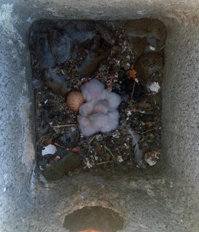 Foto de archivo donde se ve el interior de un nidal colocado años atrás en el silo de Villalpando (Zamora), donde se ven numerosos topillos cazados por una pareja de cernícalos primillas, junto a los pollos de estas rapaces.
