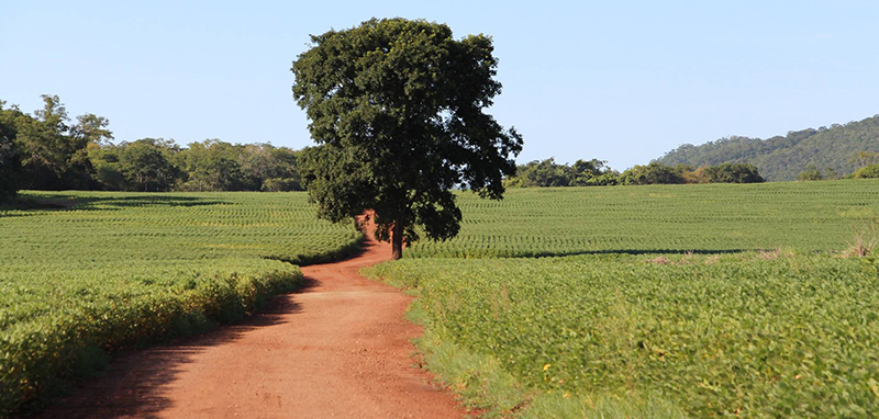 Una agricultura de espaldas a la biodiversidad nos hace más vulnerables a problemas globales como las pandemias.