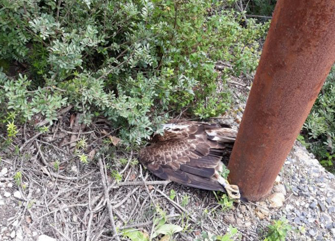 Cadáver del águila de Bonelli "Abbaluchente", electrocutada tras su reintroducción en Cerdeña.