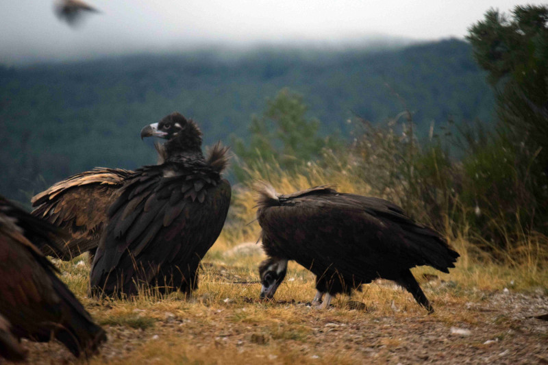 "Acebo" (a la izquierda) y "Arca" son la primera pareja de buitre negro que cría en la Sierra de la Demanda.