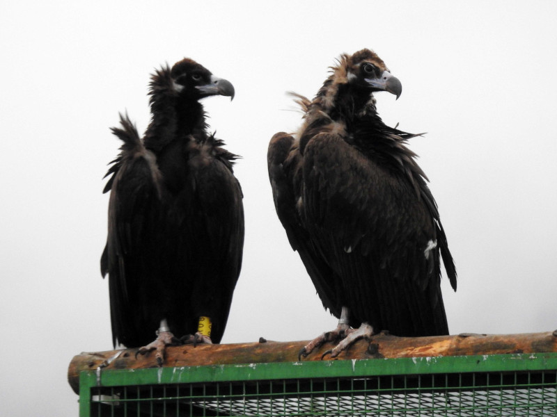 "Acebo" (a la izquierda) y "Arca", primera pareja de buitre negro que cría en la Sierra de la Demanda, sobre el jaulón de aclimatación para las aves destinadas a su liberación, construido en Huerta de Arriba (Burgos).