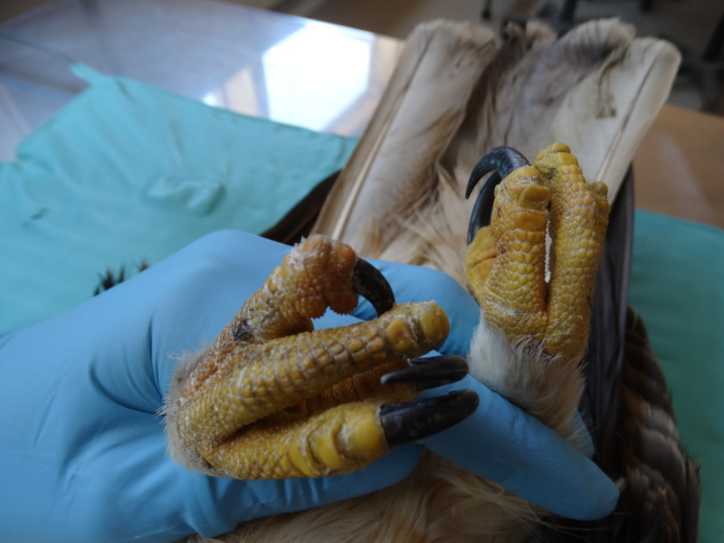 En primer plano, garra de águila calzada con un dedo fracturado por un perdigón.