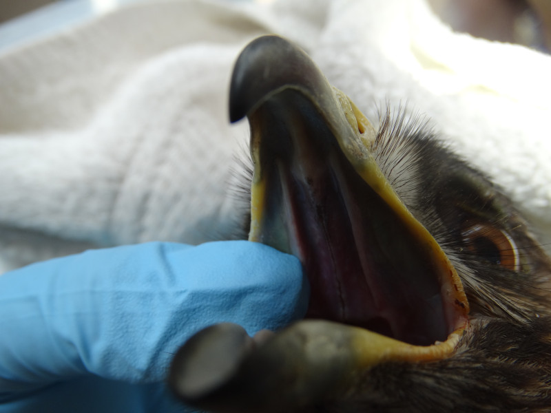 Lesión del paladar indicativa del punto de entrada del perdigón que se encontró en el pico del águila calzada.