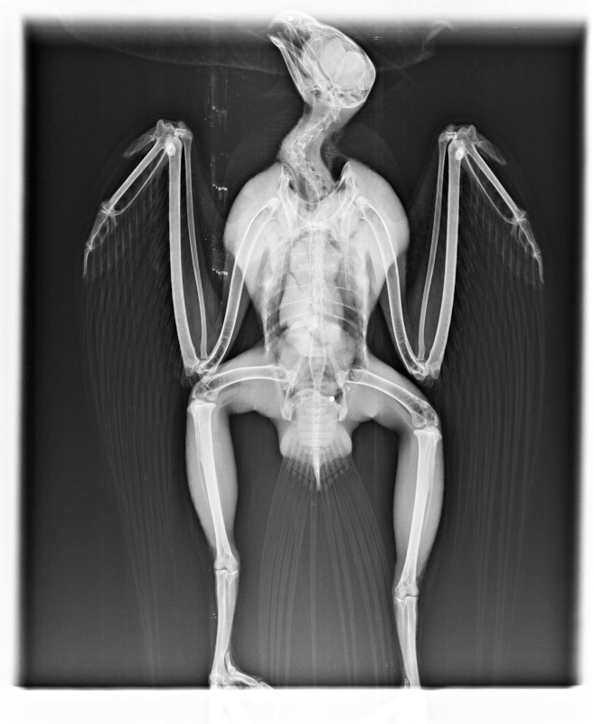 Radiografía del águila calzada, donde se aprecian algunos de los perdigones detectados en el cuerpo del animal.