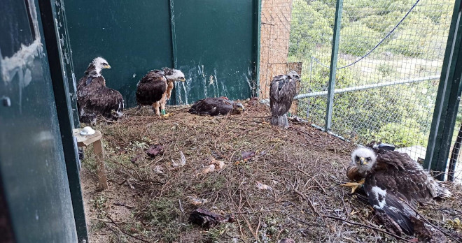 Estas cinco águilas de Bonelli han entrado en la "jaula-hacking" de AQUILA a-LIFE en la Comunidad de Madrid.