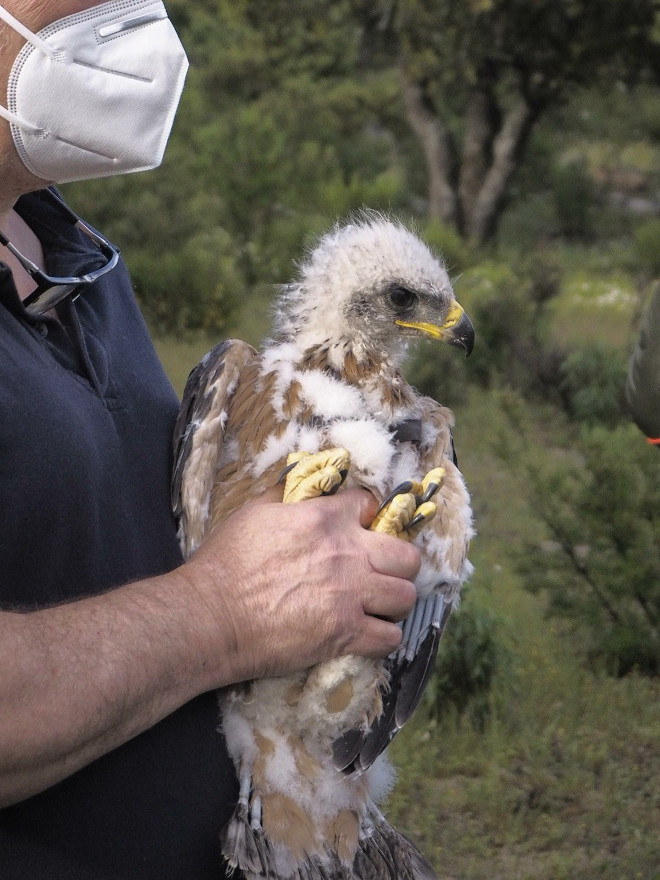 Una de los pollos de águilas de Bonelli destinados a la "jaula-hacking" del Parque Regional de la Cuenca Alta del Manzanares (Madrid).