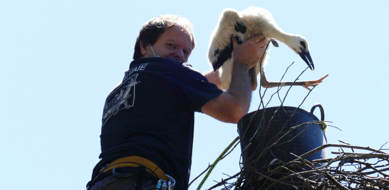 Nacho Otero, de GREFA, baja del nido a un pollo de cigüeña blanca para anillarlo.
