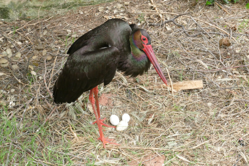 El macho de cigüeña negra de nuestra instalación, junto a los tres huevos de su puesta. 