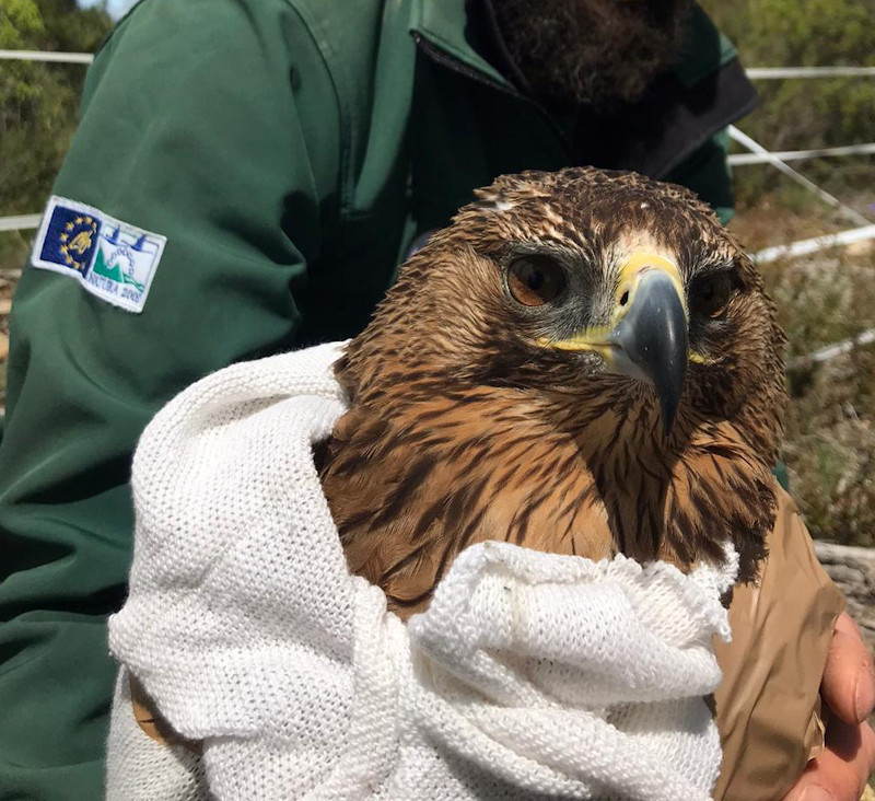 El águila de Bonelli “Salao” antes de su liberación en Cáseda (Navarra).