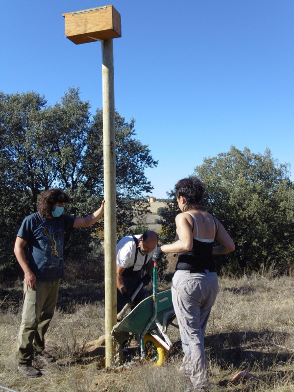 Un equipo de GREFA fija al terreno el poste con la caja nido para cernícalo vulgar que acaba de colocar en la finca "Las Abesanas" (Peñarrubias de Pirón, Segovia). Foto: Sébastien Noulet.