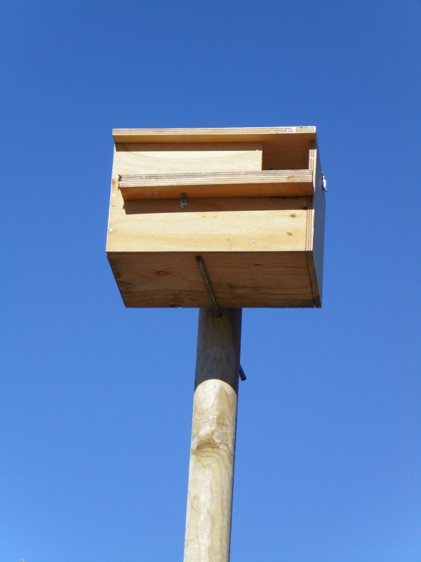 Detalle de una de las cajas nido para cernícalo vulgar colocadas en "Las Abesanas". Foto: Sébastien Noulet.