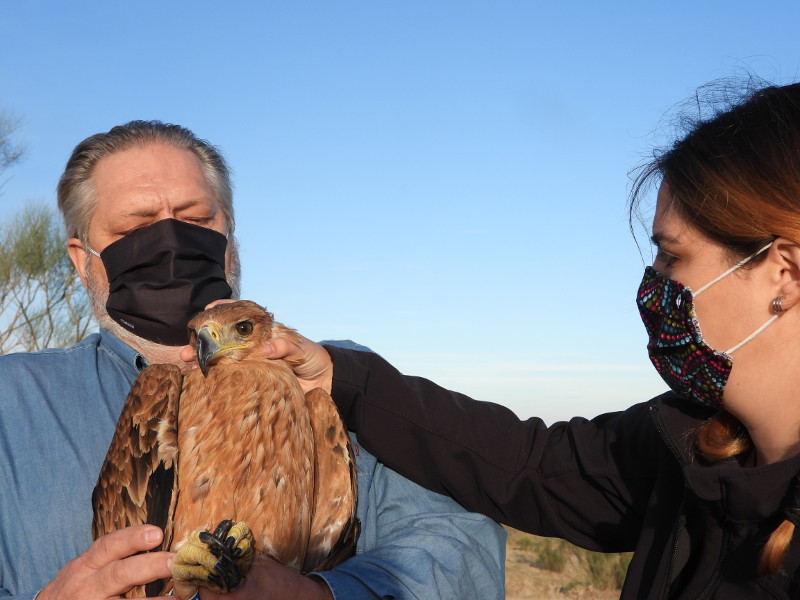 Juan sujeta a "Atila" en presencia de Bárbara, veterinaria de GREFA, instantes antes de la suelta.