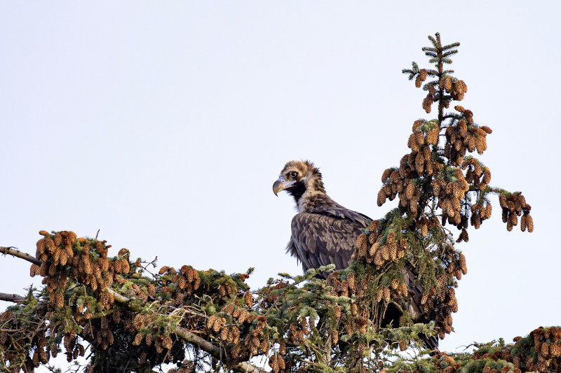"Brínzola" photographed in the top of a tree by a GREFA collaborator in Norway.