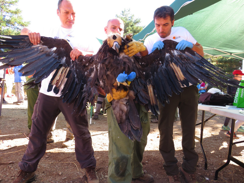 "Brínzola" held by GREFA collaborators during her GPS tagging in 2018 before being released in Sierra de la Demanda.