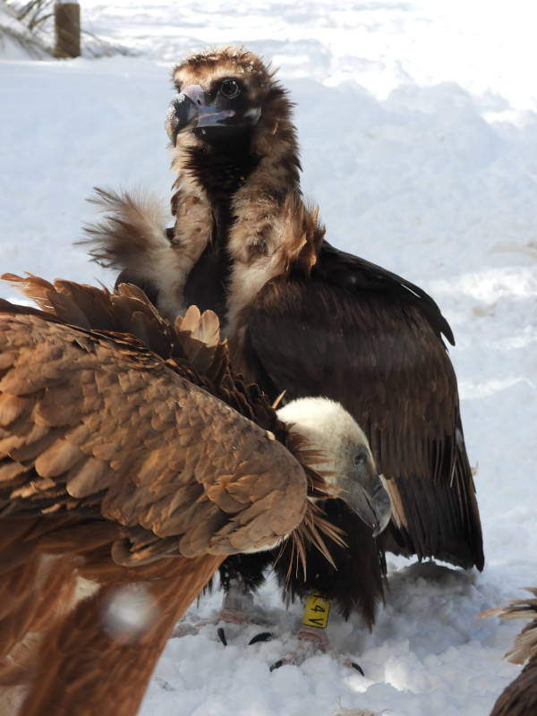 "Brínzola" in the Sierra de la Demanda, next to a griffon vulture and on a good layer of winter snow.