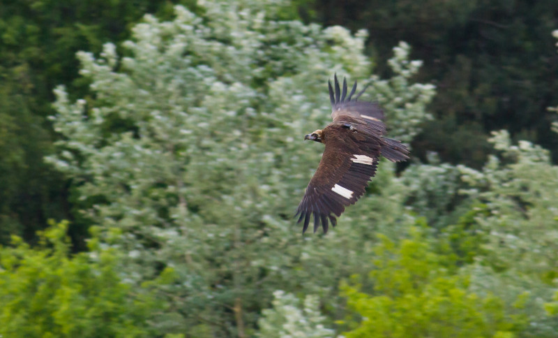 "Brínzola" photographed in flight over Belgium in early May 2019. Photo: Joachim Pintens.