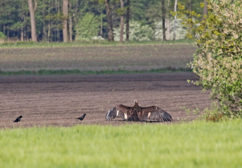 "Brínzola" perched in an agricultural field with open wings during her stay in Germany. Photo: Arne Torkler.