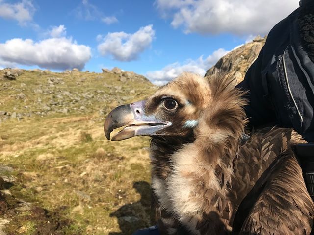 "Brínzola", en manos de uno de los colaboradores de GREFA que la rescató tras accidentarse en Noruega. Foto: Egil Ween.