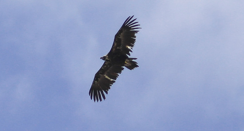 El buitre negro "Bubu" fotografiado en los Alpes franceses el 23 de junio de 2020. Foto: Gérard Autran.  