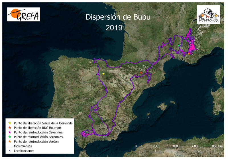 Viaje dipersivo del buitre negro "Bubu" en 2019.