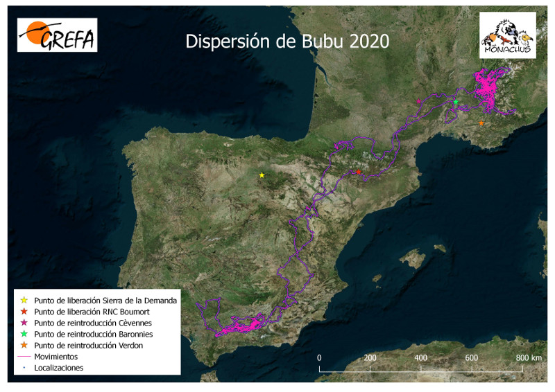 Viaje dipersivo del buitre negro "Bubu" en 2020.