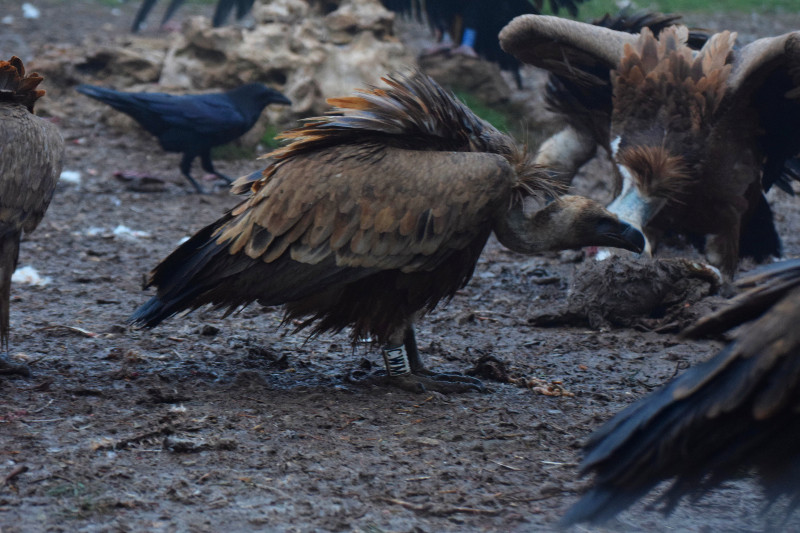 Buitre leonado "CWM", nacido y anillado en los Pirineos franceses, fotografiado en el PAE (punto de alimentación) de Huerta de Arriba (Burgos).