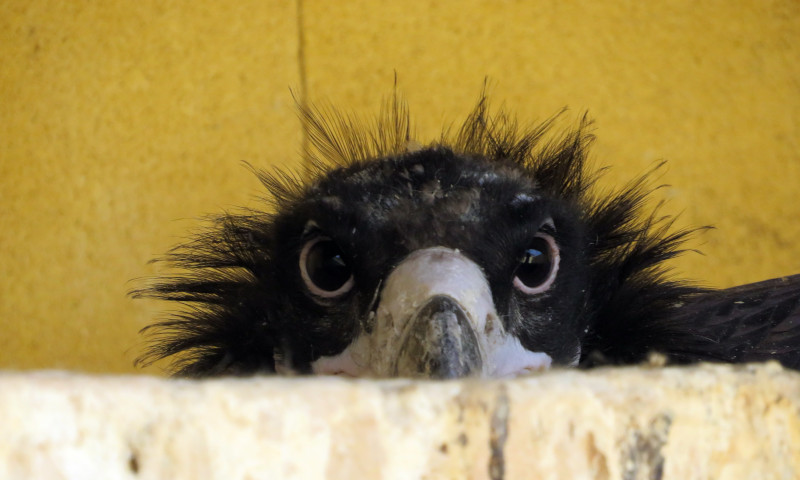 Sin duda una mirada inquisitiva la que lanza este otro pollo de buitre negro nacido en GREFA.