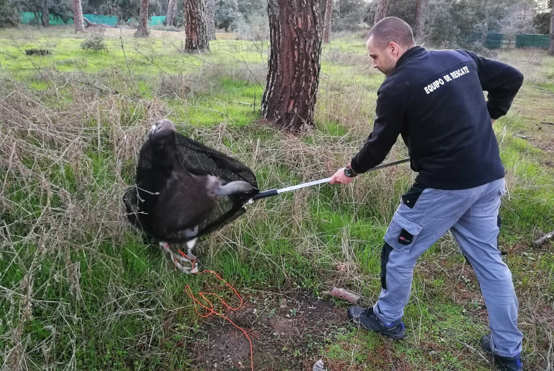 Rescate de un buitre leonado herido por parte del Equipo de Rescate de GREFA.