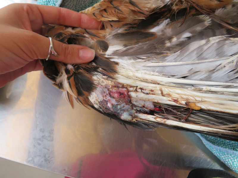 Detalle de la herida del carpo del ala derecha del milano real afectado por una electrocución.