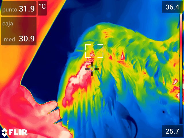 Foto termográfica del carpo afectado, donde se evidencia un aumento de temperatura en la zona por ser una lesión reciente.