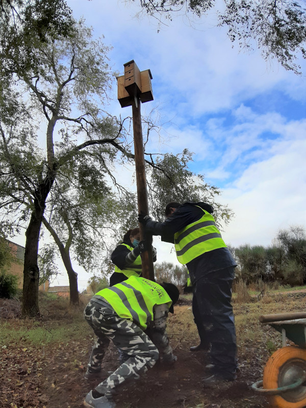 El trabajo en equipo de varios voluntarios permite alzar este poste con nueve cajas nido para gorriones.