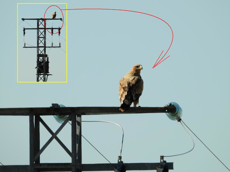 En su seguimiento periódico de tendidos eléctricos Gonzalo nos hace llegar fotos como ésta de un águila imperial inmadura posada en un apoyo muy peligroso.
